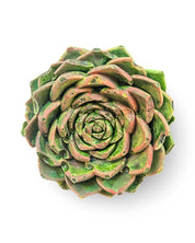 Echeveria Leaf Concrete Wall Art by Urban Soule