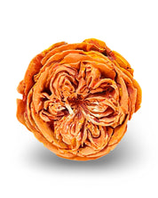 Ranunculas Flower Concrete Wall Art by Urban Soule
