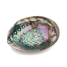  Abalone Shell Smudging Bowl