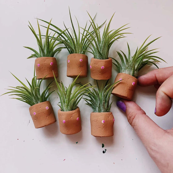 Cactits Mini Planter and Air Plant