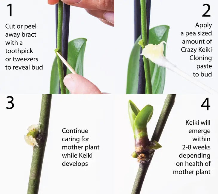 crazy-keiki-cloning-paste2.jpg