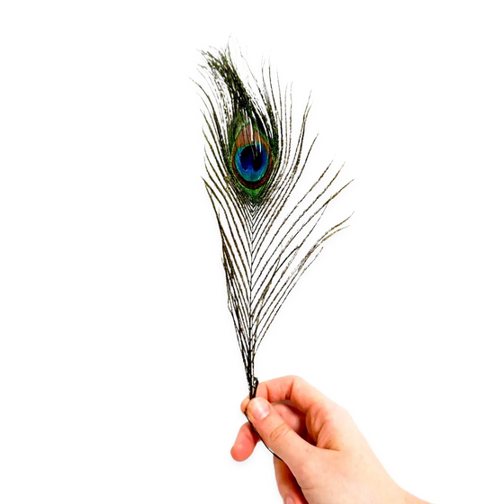 Peacock Feather for Smudging