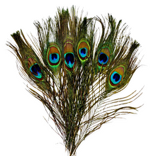  Peacock Feather for Smudging
