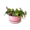 Punny Plant Marker | High Maintenance - Salt Your Soul Gift Co