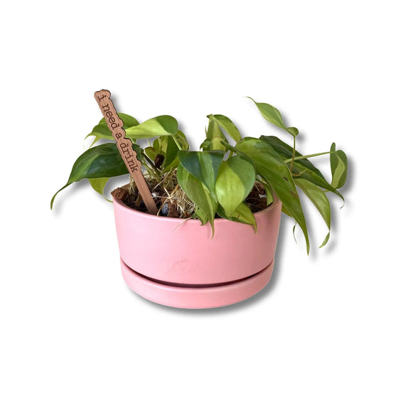 Punny Plant Marker | I Need A Drink - Salt Your Soul Gift Co