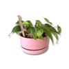 Punny Plant Marker | Please Don't Die - Salt Your Soul Gift Co