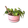 Punny Plant Marker | You Grow Girl - Salt Your Soul Gift Co