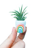The St. Pete Rainbow Mini Planter and Air Plant