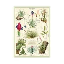  Tillandsia (Air Plants) Vintage Poster - Salt Your Soul Gift Co